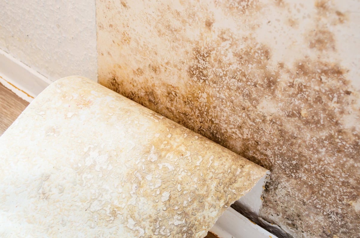 Mold and mildew growth on a wall with peeling wallpaper, the type of damage professional mold remediation removes.