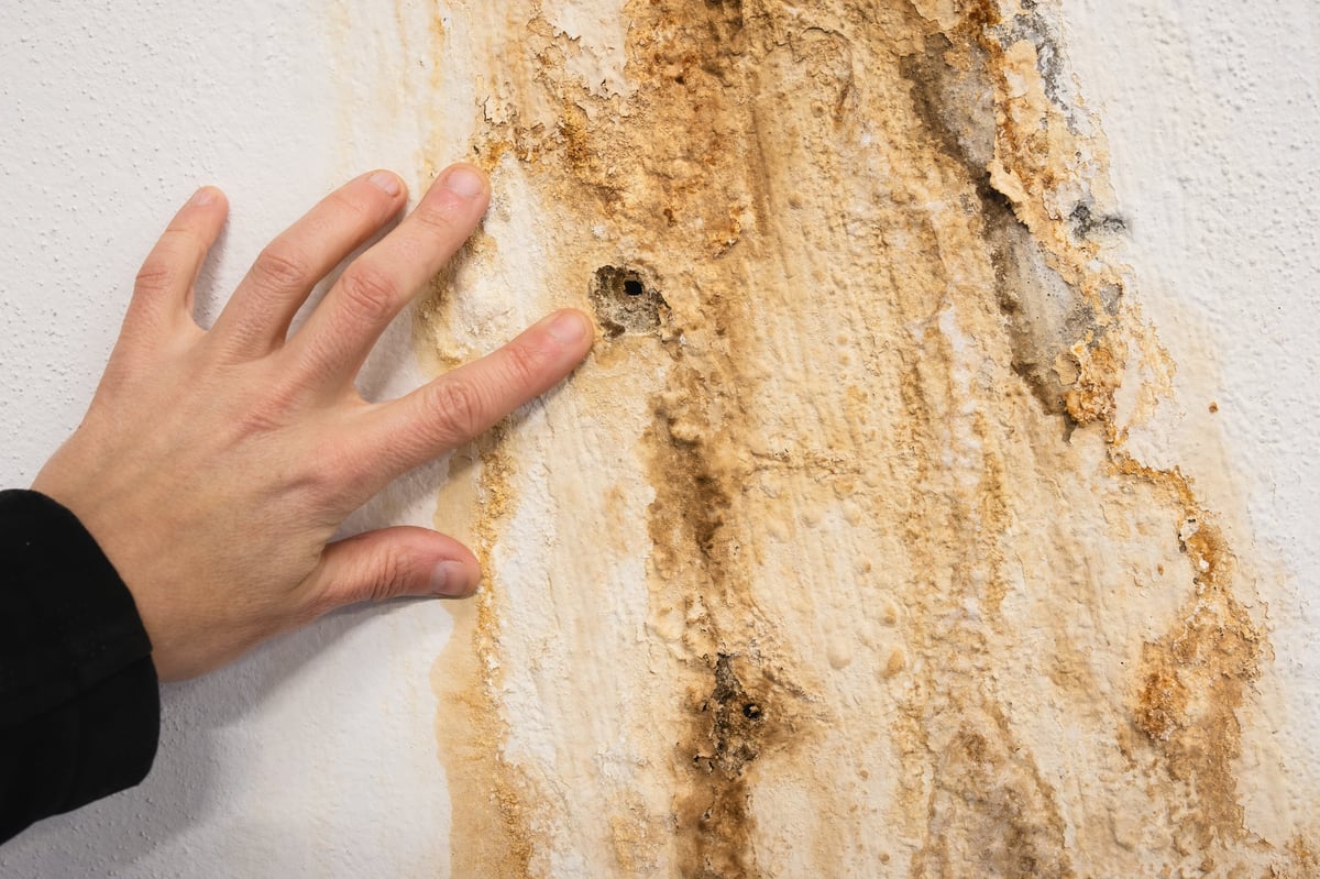 Technician assessing moisture damage that can lead to mold growth.